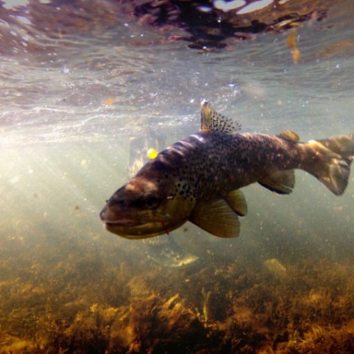 Fly Fishing on the Madison River - A Bucket List Opportunity
