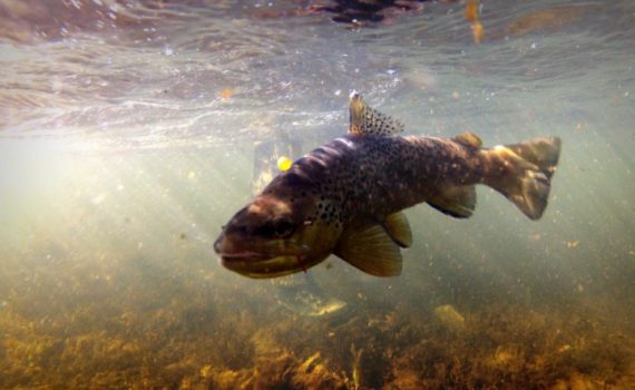 Fly Fishing on the Madison River - A Bucket List Opportunity