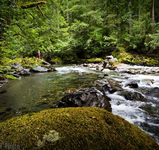 hiker in a pink jacket stops to look out over a river that rushes through a lush evergreen forest