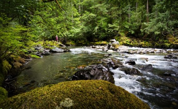 hiker in a pink jacket stops to look out over a river that rushes through a lush evergreen forest
