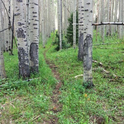 Mountain Biking the Colorado Trail