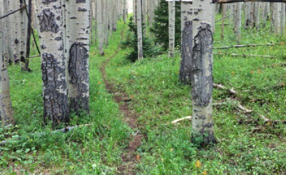 Mountain Biking the Colorado Trail