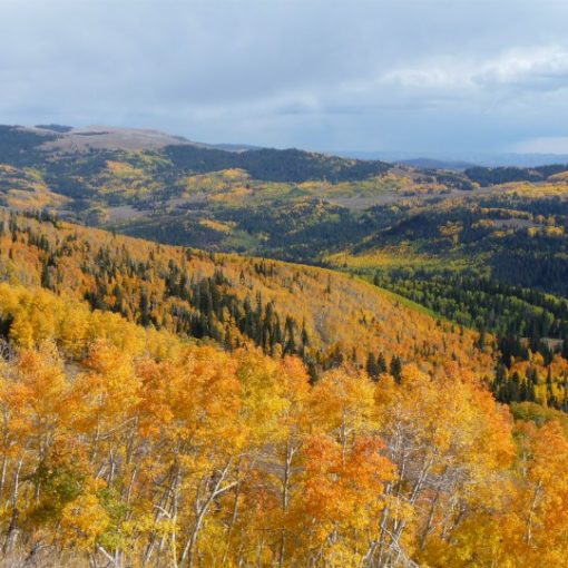 yellow, orange, and green leaf trees covering a sunny mountain vista