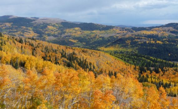 yellow, orange, and green leaf trees covering a sunny mountain vista