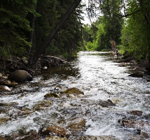 Fly Fishing During Hopper Season - A Lesson in Telling the Truth