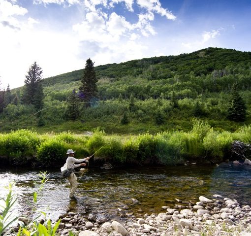 Fly Rods and Bears Don't Mix
