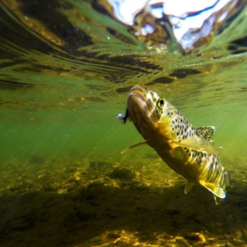 Fly Fishing in March