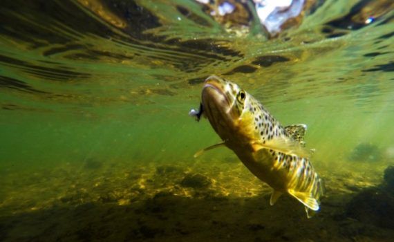 Fly Fishing in March