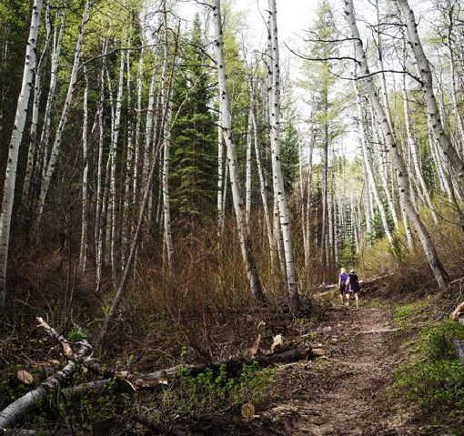 Lambs Canyon Trail Review