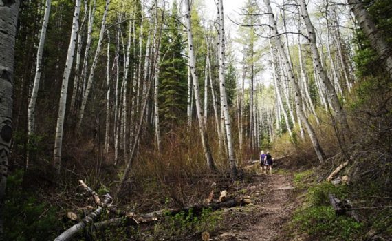 Lambs Canyon Trail Review