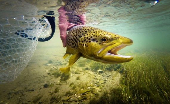 End of February Fly Fishing Report Park City, UT