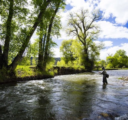 Green Drake Hatch in Northern Utah - Jans Fishing Report