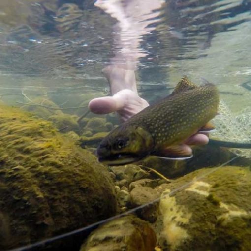 To Fish or Not To Fish During The Spawn