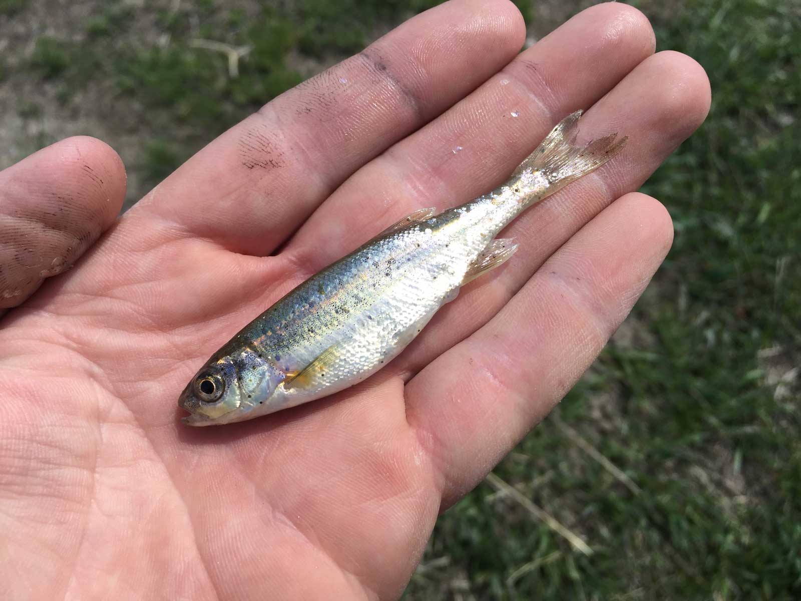 Jans Experts Fly Fishing the Cutthroat Slam in Utah