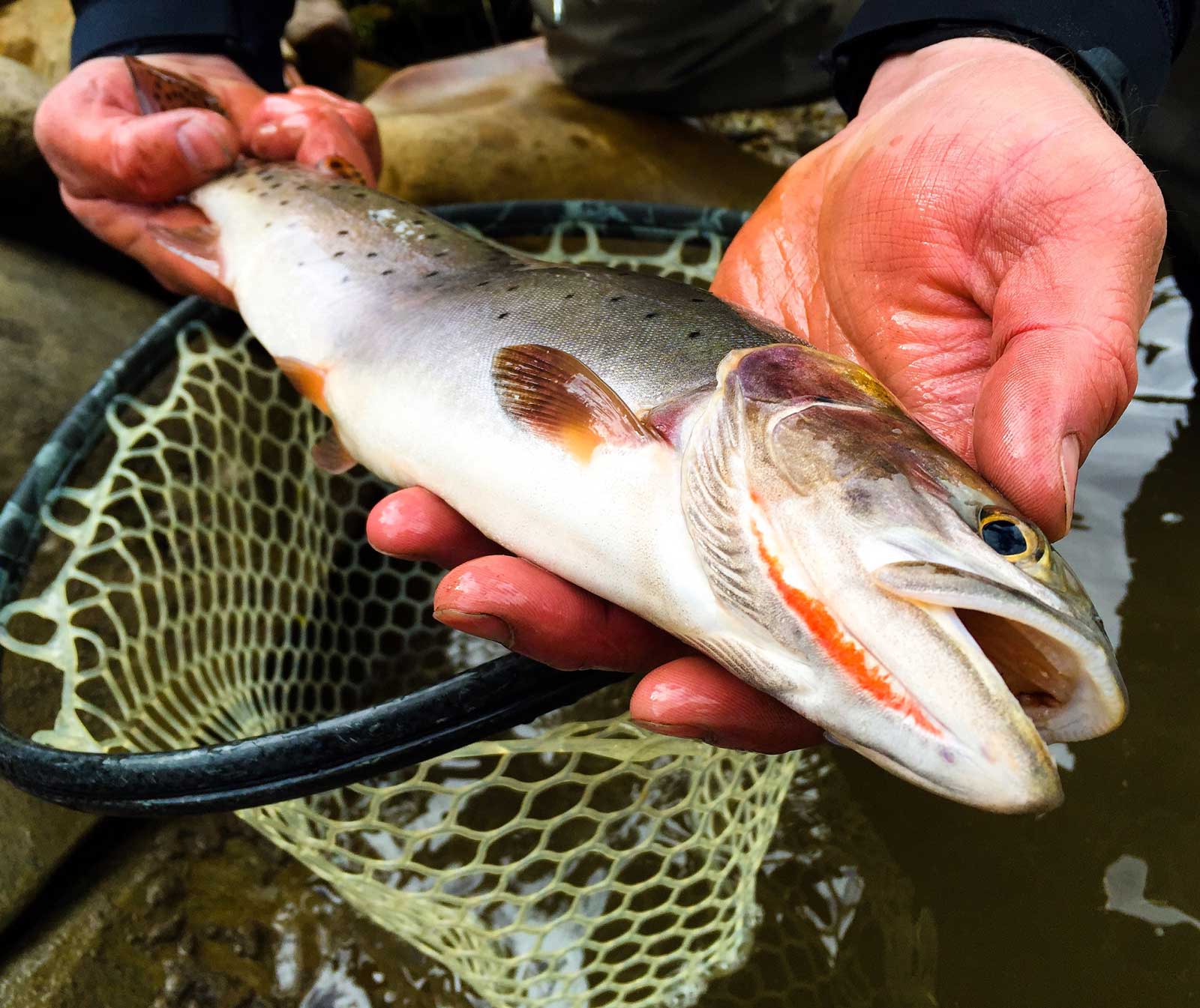 Jans Experts Fly Fishing the Cutthroat Slam in Utah
