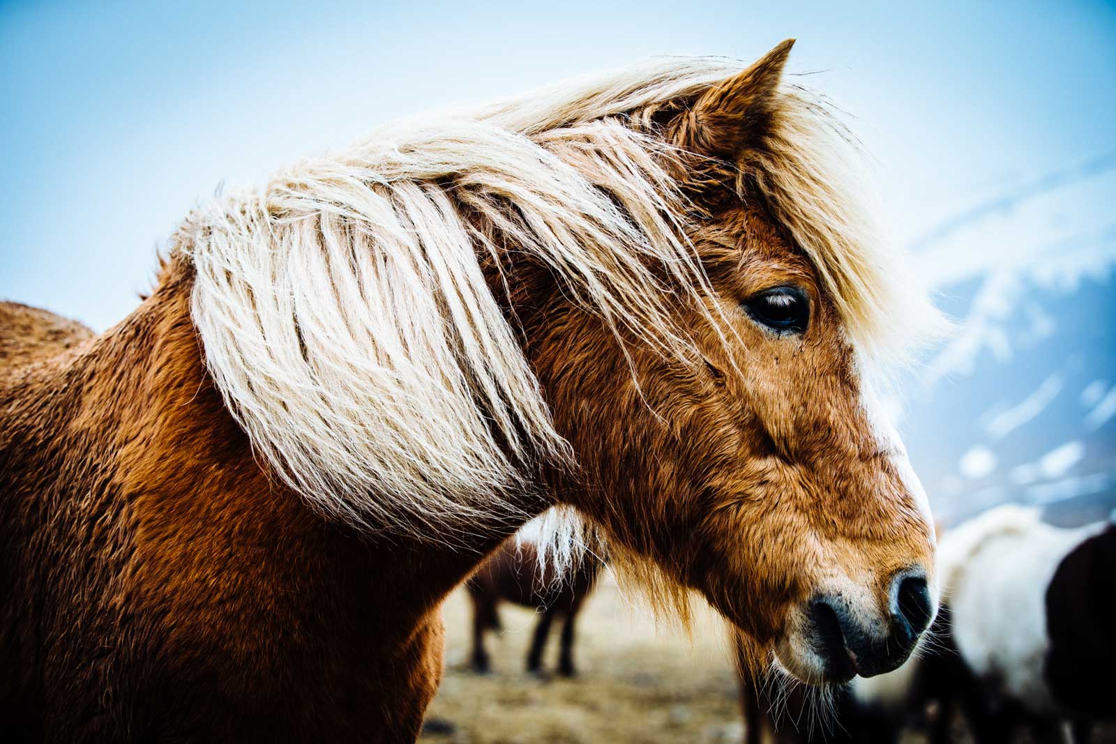 Close up of Icelantic Horse