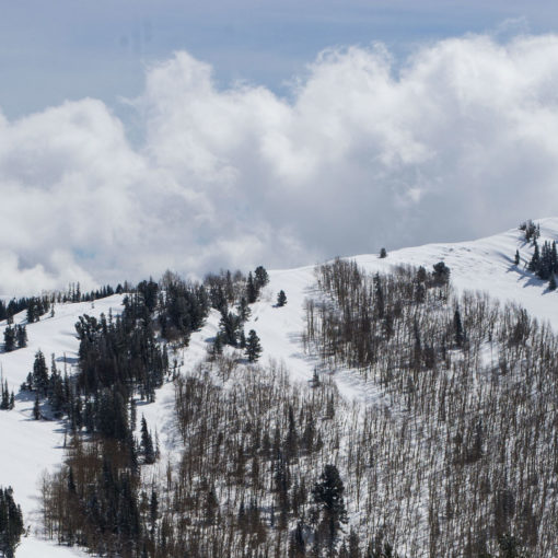 seasonal-forecasts-speculation-at-its-best