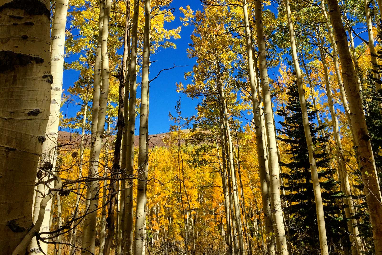 Aspen trees in Bonanza Flats in Park City, UT