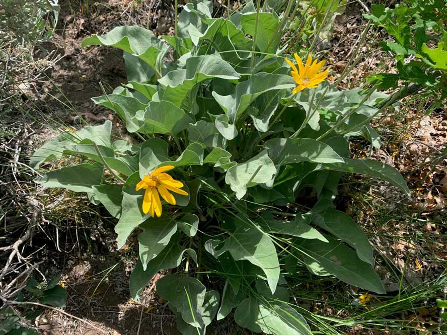 An example of Arrowleaf Balsamroot growing near Park City.