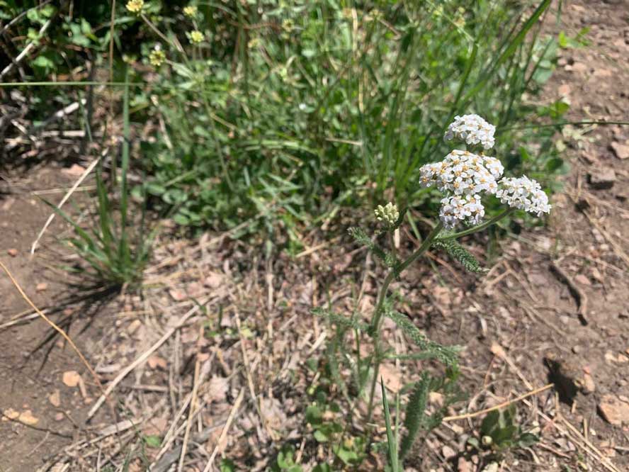 Common Yarrow is a prevalent wildflower in Park City, Utah.
