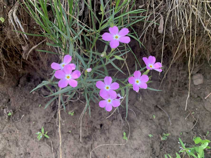 Long Leaf Phlox is a native wildflower found near Park City, UT.