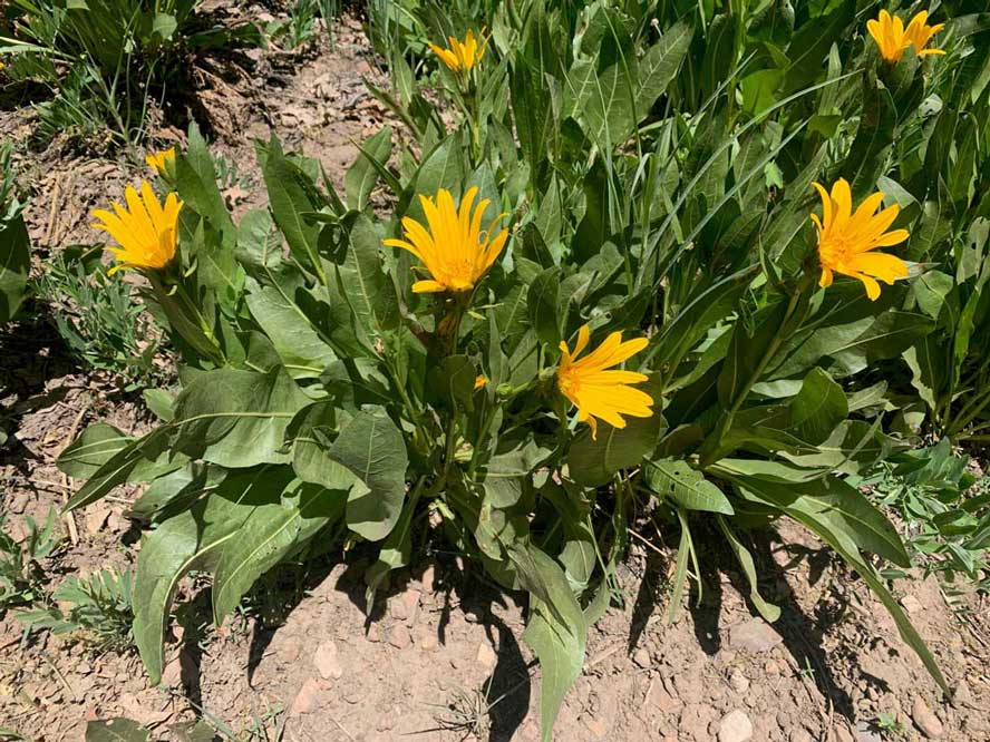 A Mule's Ear wildflower growing near the 24-7 trail in Park City.