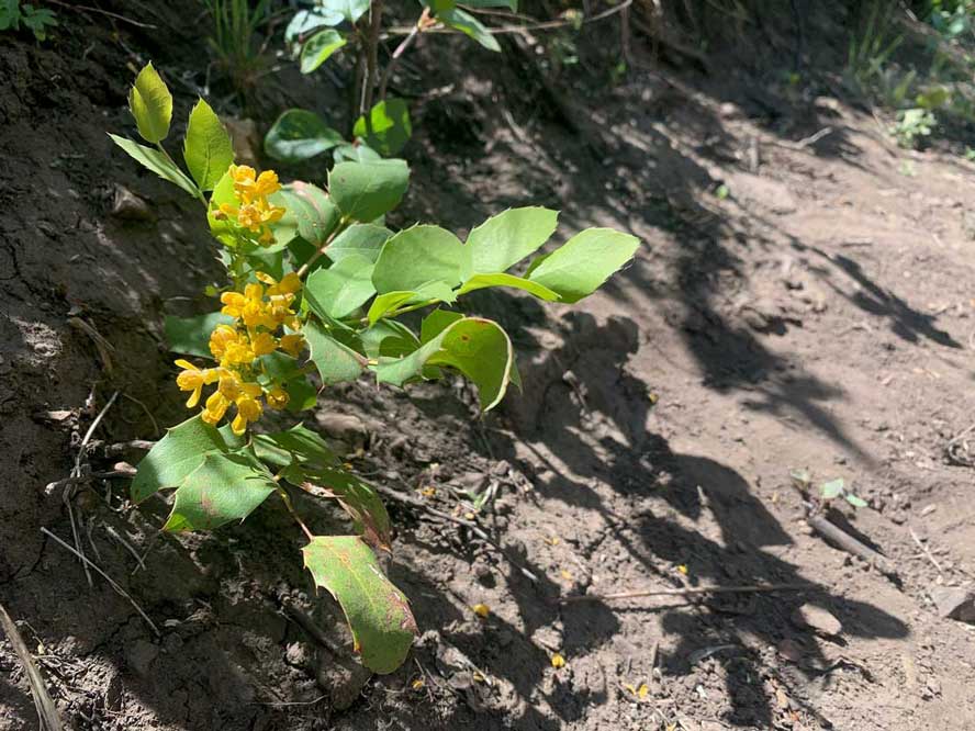 Creeping Oregon Grape in its natural habitat in the Wasatch Mountains.