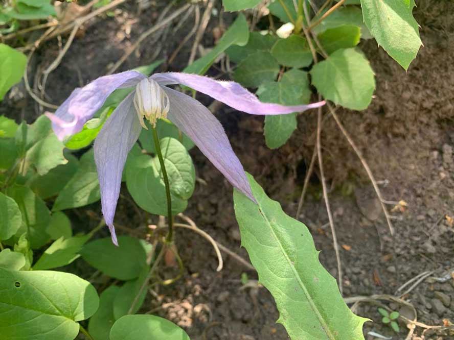 Rock Clematis wildflower growing along the Freemason trail in Park City.