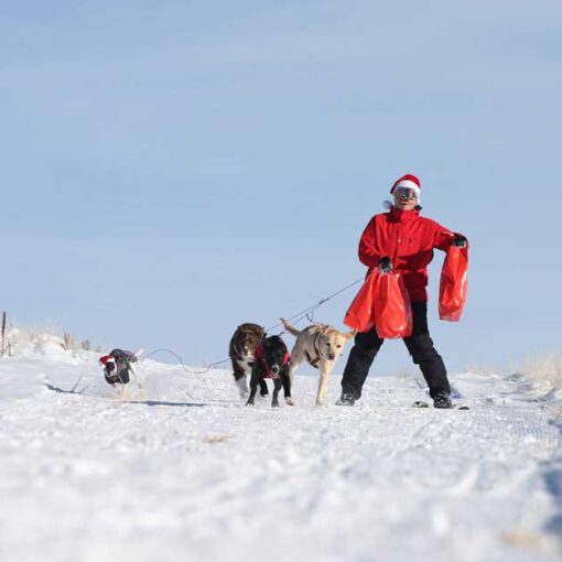 A skier dressed like santa is pulled by dogs on a groomed run in Park City, UT