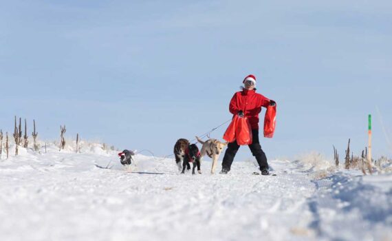A skier dressed like santa is pulled by dogs on a groomed run in Park City, UT